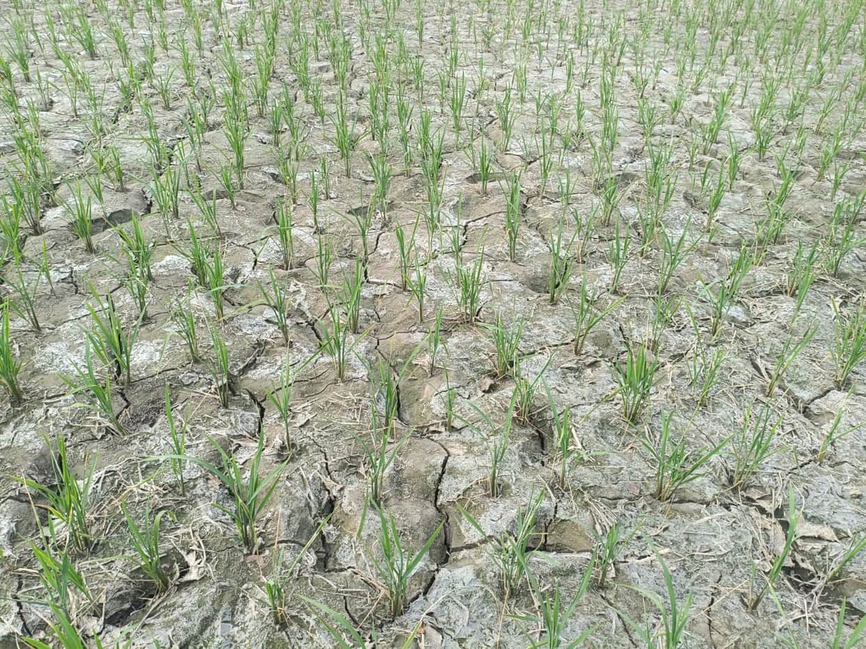 less rainfall than in the last five years, paddy on the verge of drying up