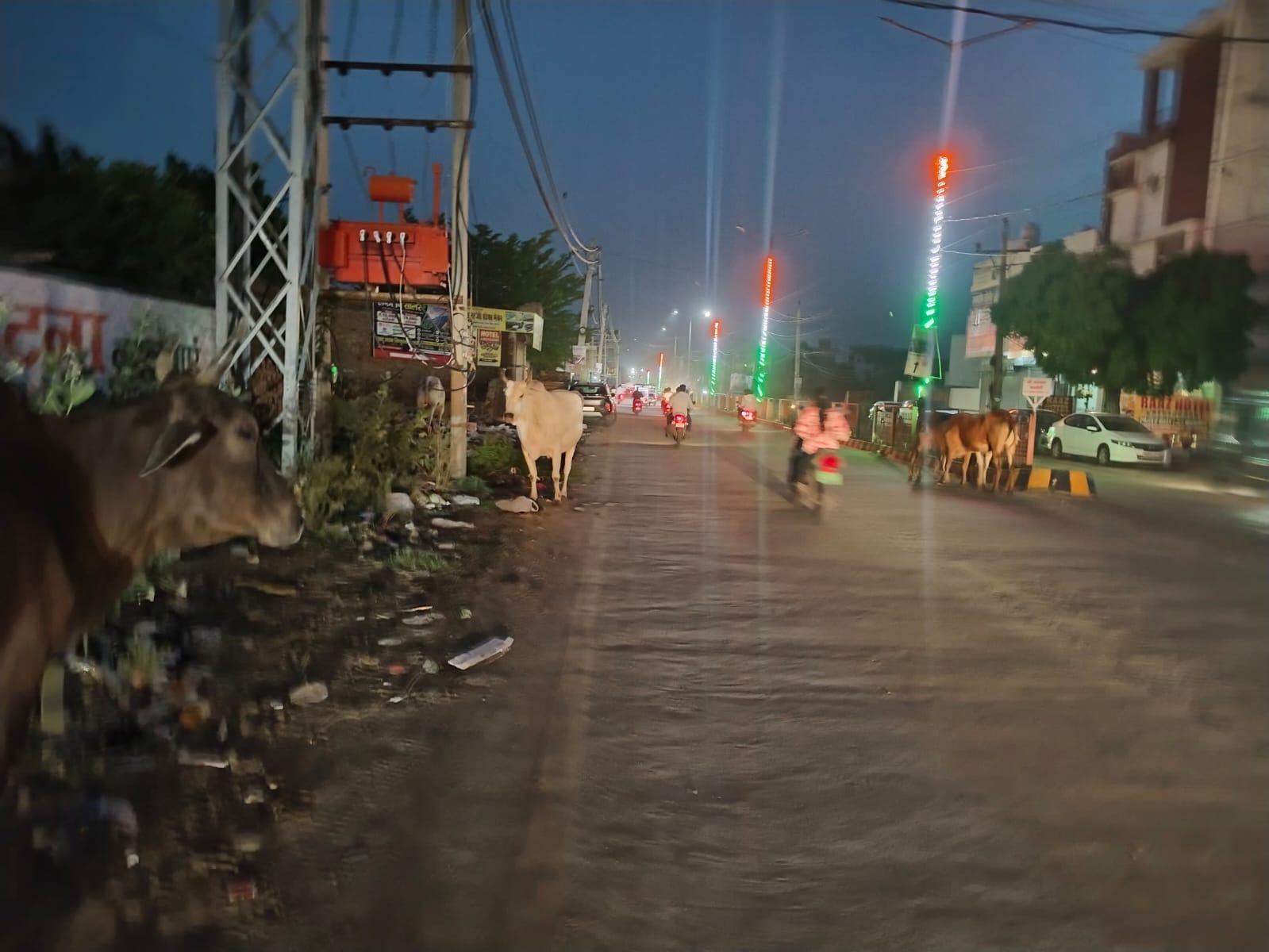 फतेहाबाद। शहर के भट्टू रोड पर रात के समय्र घूमते बेसहारा पशु। संवाद