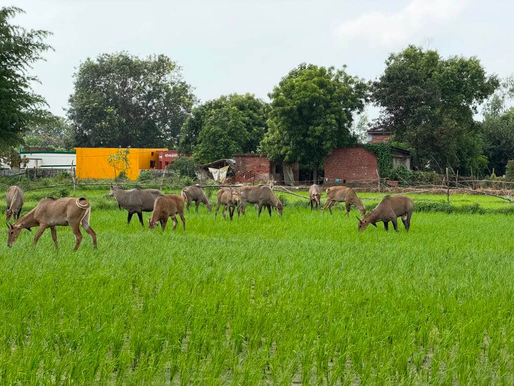 हर्रैया क्षेत्र में खेतों में फसल को नष्ट करती नीलगाय-संवाद