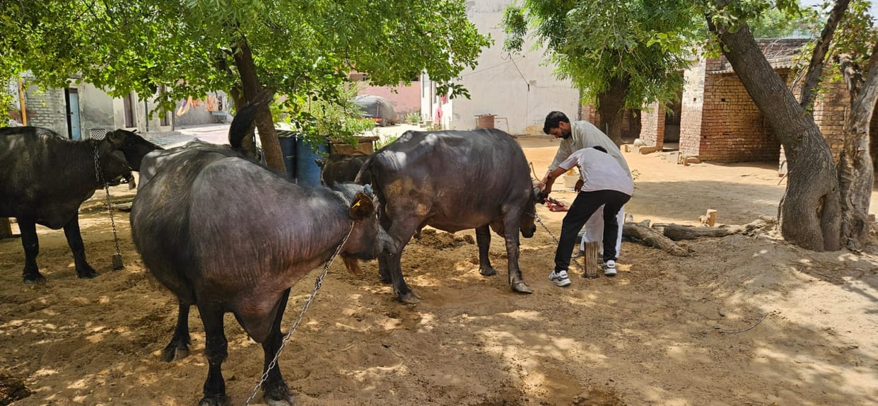 Digital livestock census report still pending after a year and a half; schemes affected