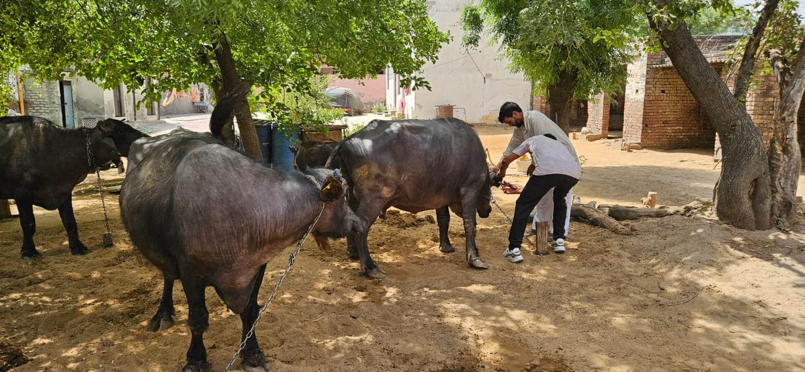 जिले के गांव में बंधे पशुओं को टीका लगाते विभाग के कर्मचारी। 
