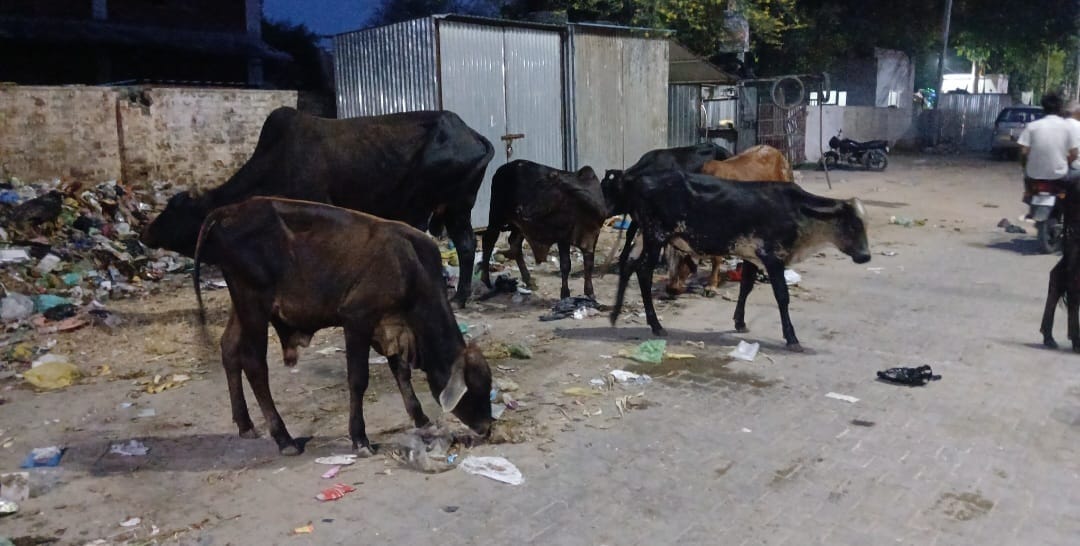 City residents troubled by stray animals; risk of accidents increases