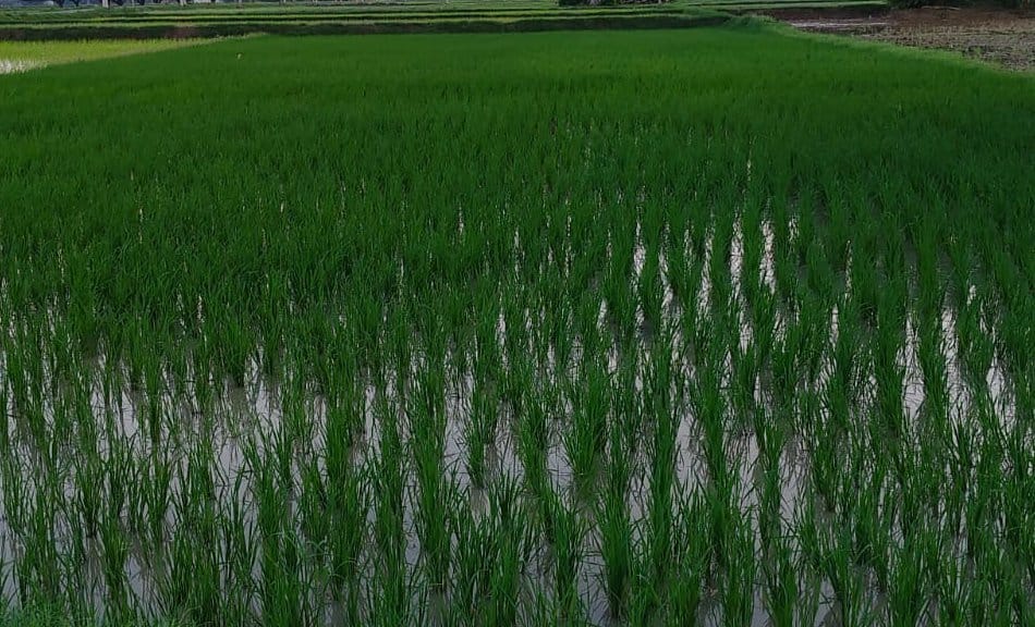 Photos to appear on the app; e-survey of crops to begin on August 16.