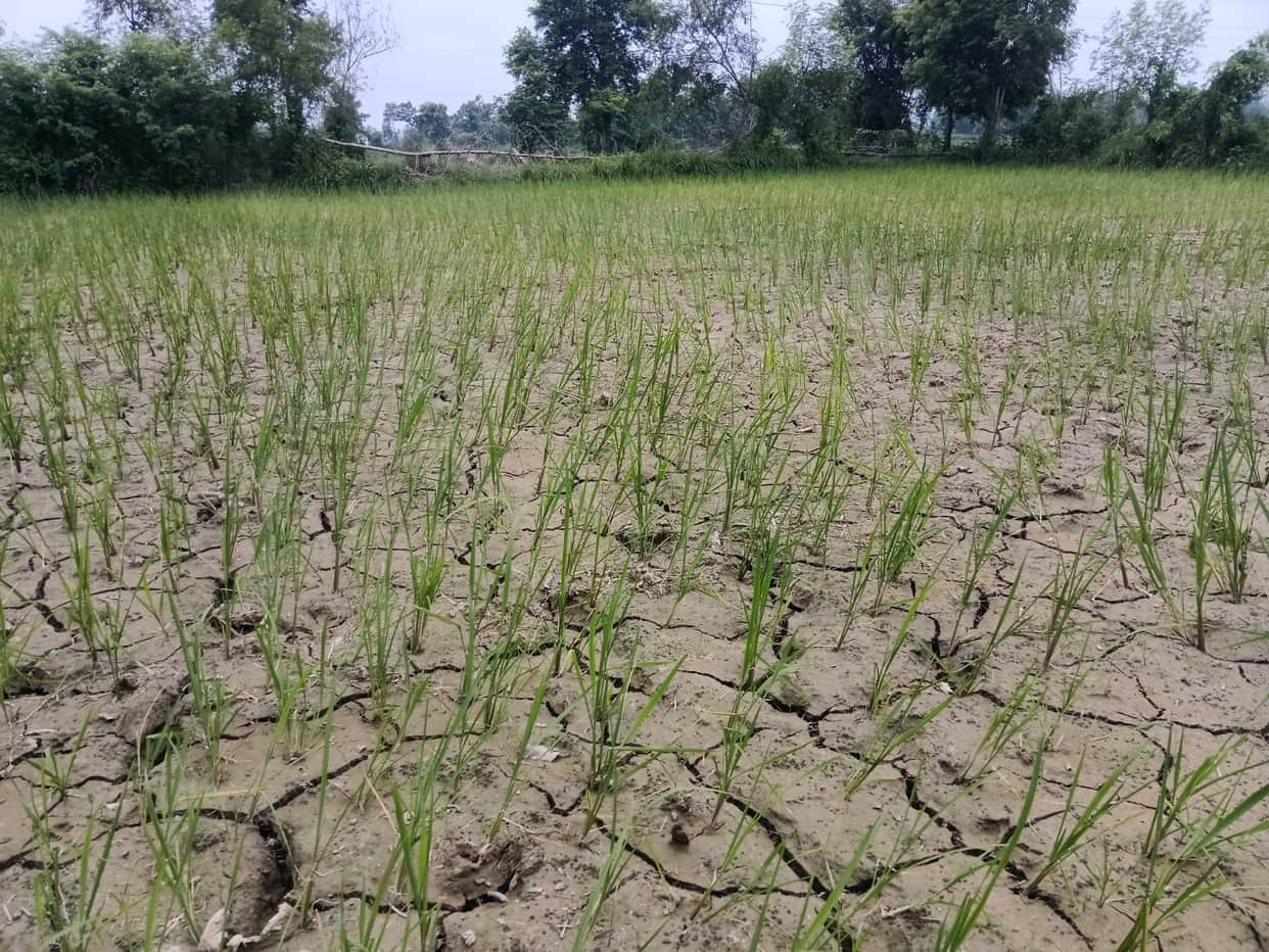 Unfavourable weather... cracks appearing in the fields.