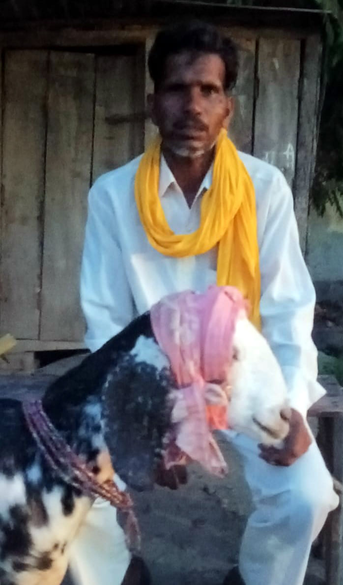 A wild animal was carrying a goat, gripping it in its jaws.