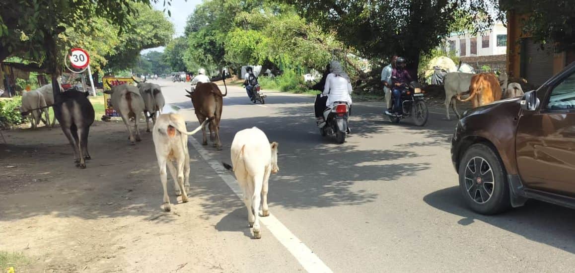 Crowds of Kanwariyas on the highway; no measures in place to protect against stray cattle and bulls.