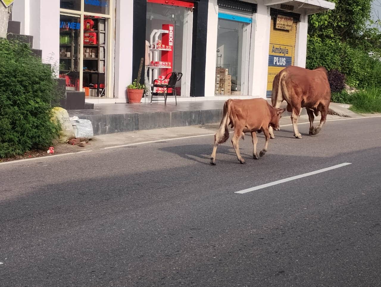 डिडवीं में सड़कों पर घूमता गोवंश। संवाद