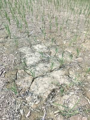 Paddy crops have started withering due to the lack of rain.