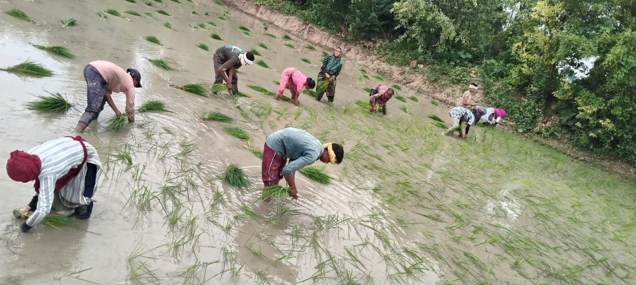 फोटो-14- सिंचाई कर पानी से भरे खेत में होती धान की रोपाई। संवाद