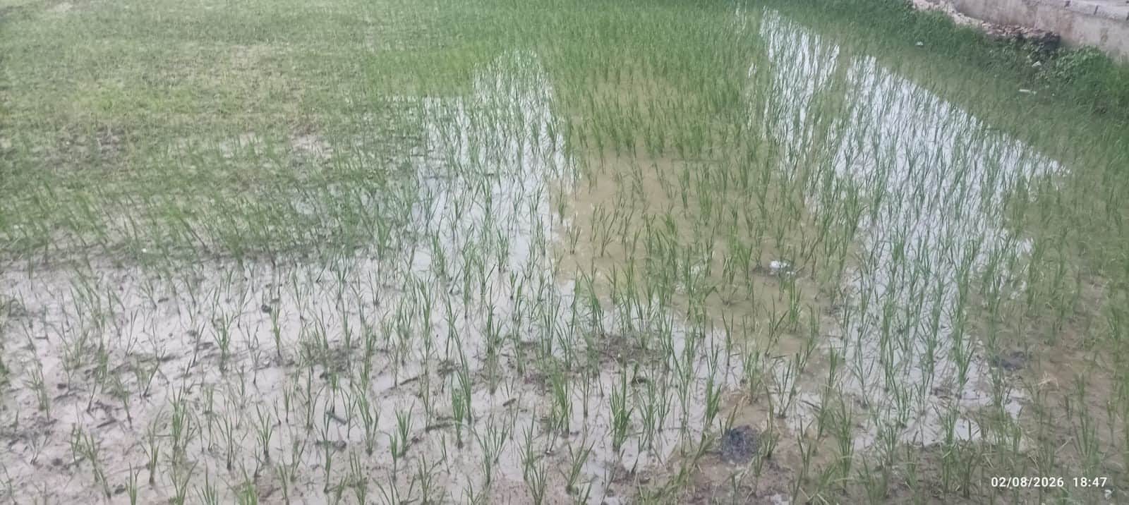 झमाझम बारिश के बाद भिनगा क्षेत्र में धान के खेत में भरा पानी।