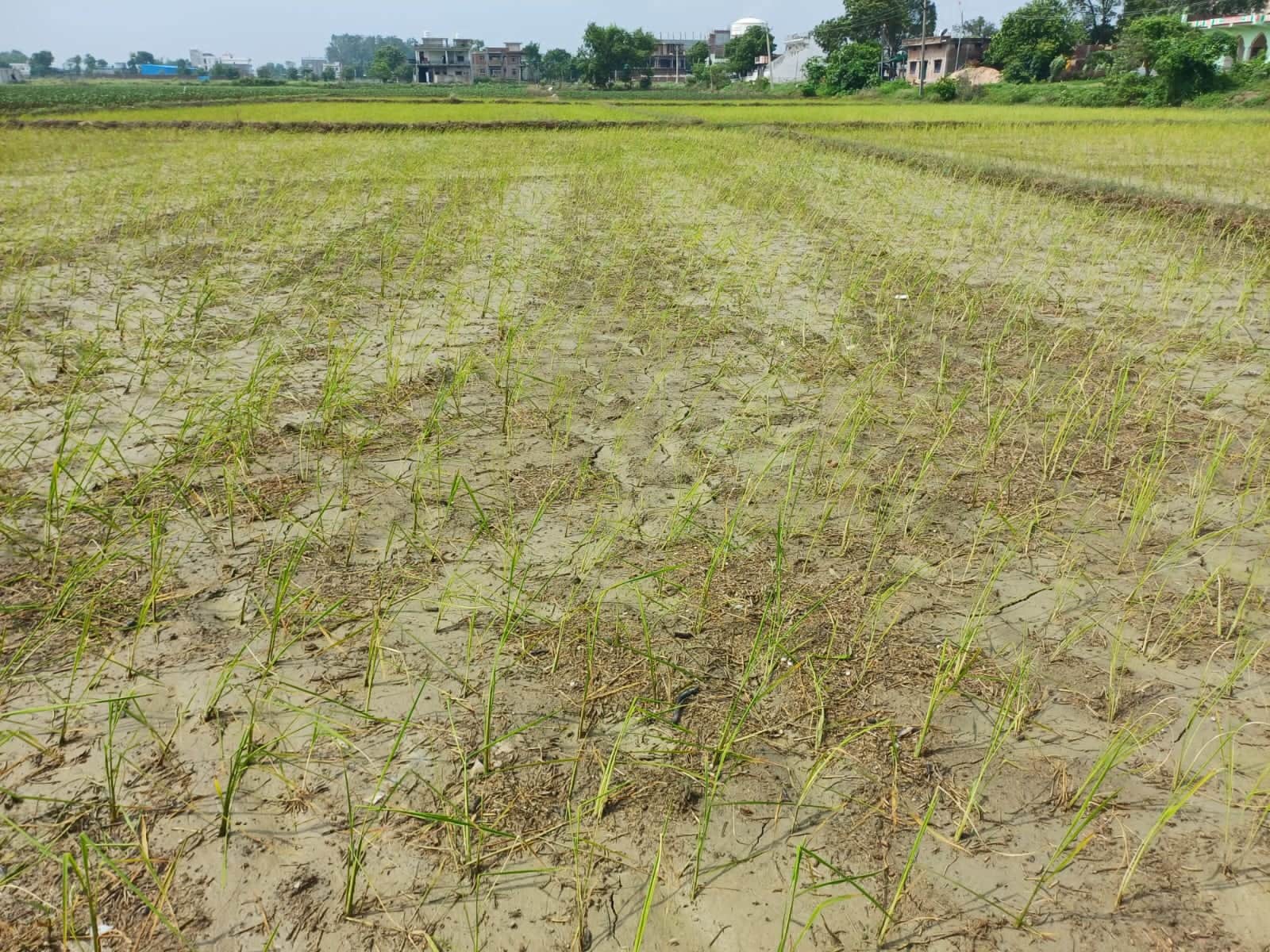 किसी तरह पानी का जुगाड़ कर रोपाई तो करली, लेकिन अब पानी कहा से लाएं....रोपाई के बाद रॉबर्ट्सगंज