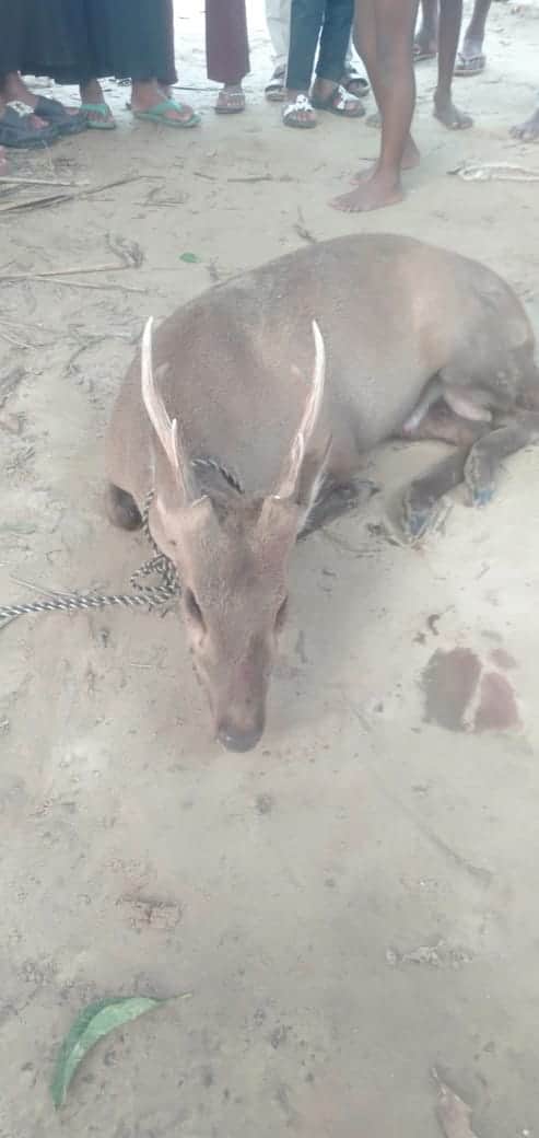 कुत्तों के हमले में घायल हुआ बारहसिंगा