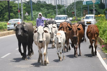 UP: Stray cattle terrorize the capital's streets, an innocent child was thrown into the air and thrown; accid