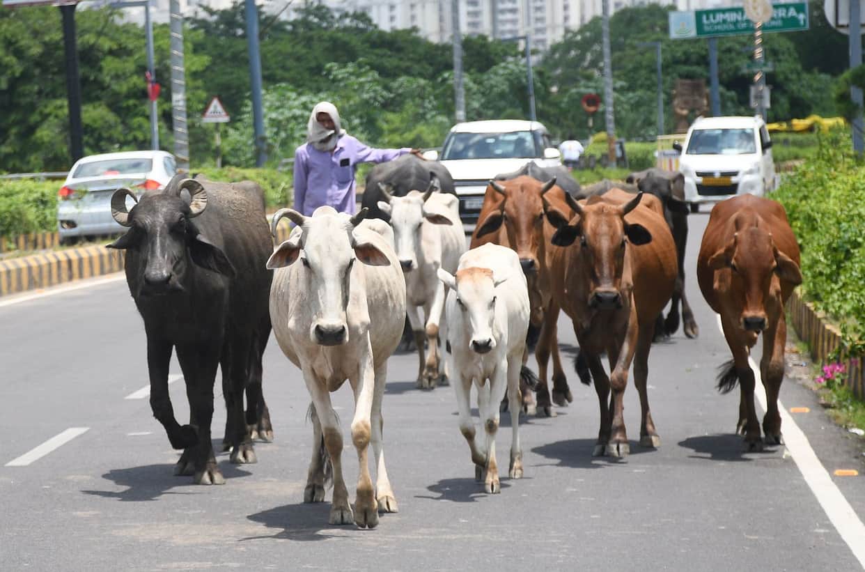 There are thousands of dangers on the road, yet one must keep moving... Hit the brakes... there are stray animals ahead.
