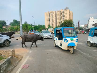 UP: Stray cattle terrorize the capital's streets, an innocent child was thrown into the air and thrown; accid