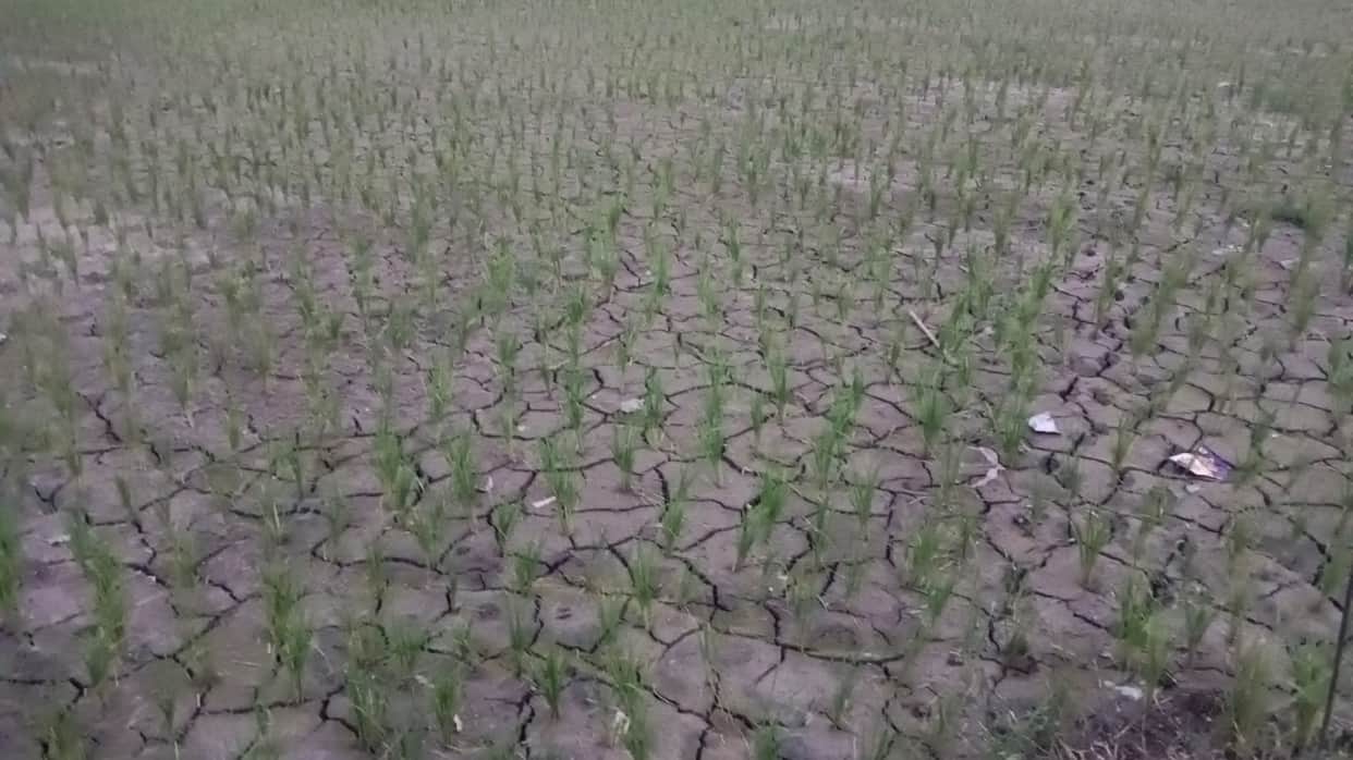 Erratic Rains: Below-average rainfall in June-July; Mau received 142 mm of rain.