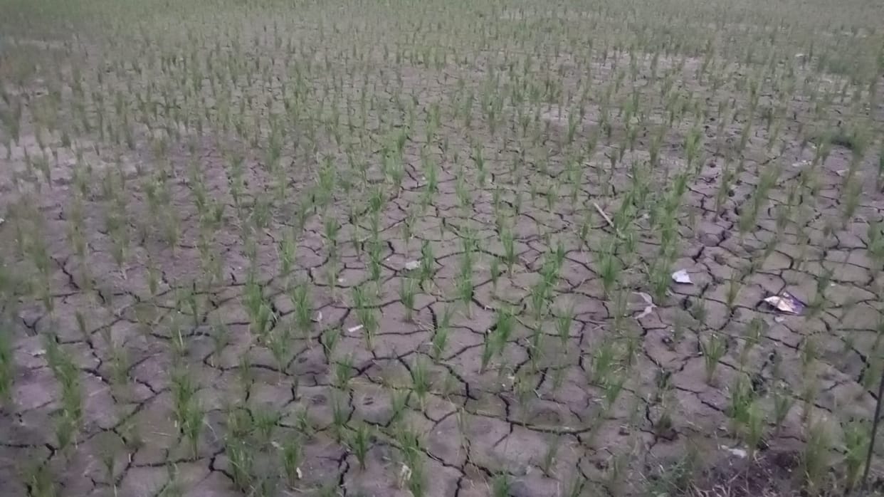Erratic Rains: Below-average rainfall in June-July; Mau received 142 mm of rain.