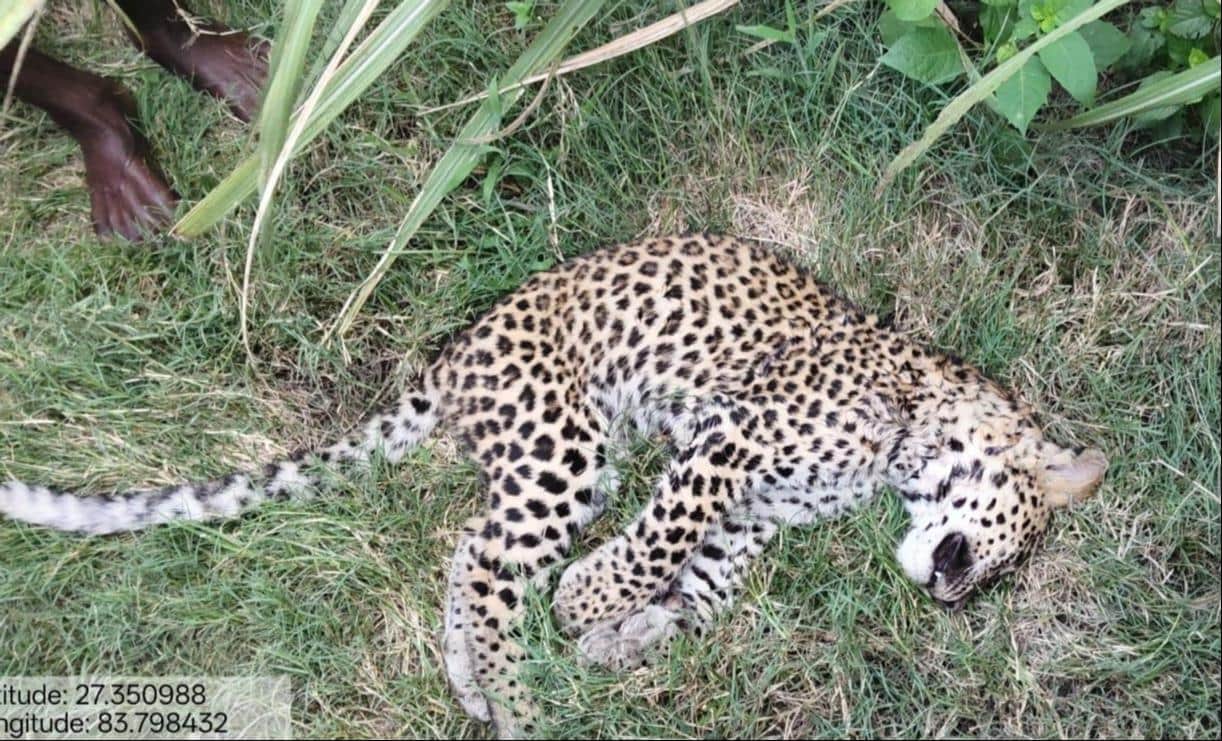 A six-month-old male leopard was found dead in Mishrauliya; signs of a struggle were observed.