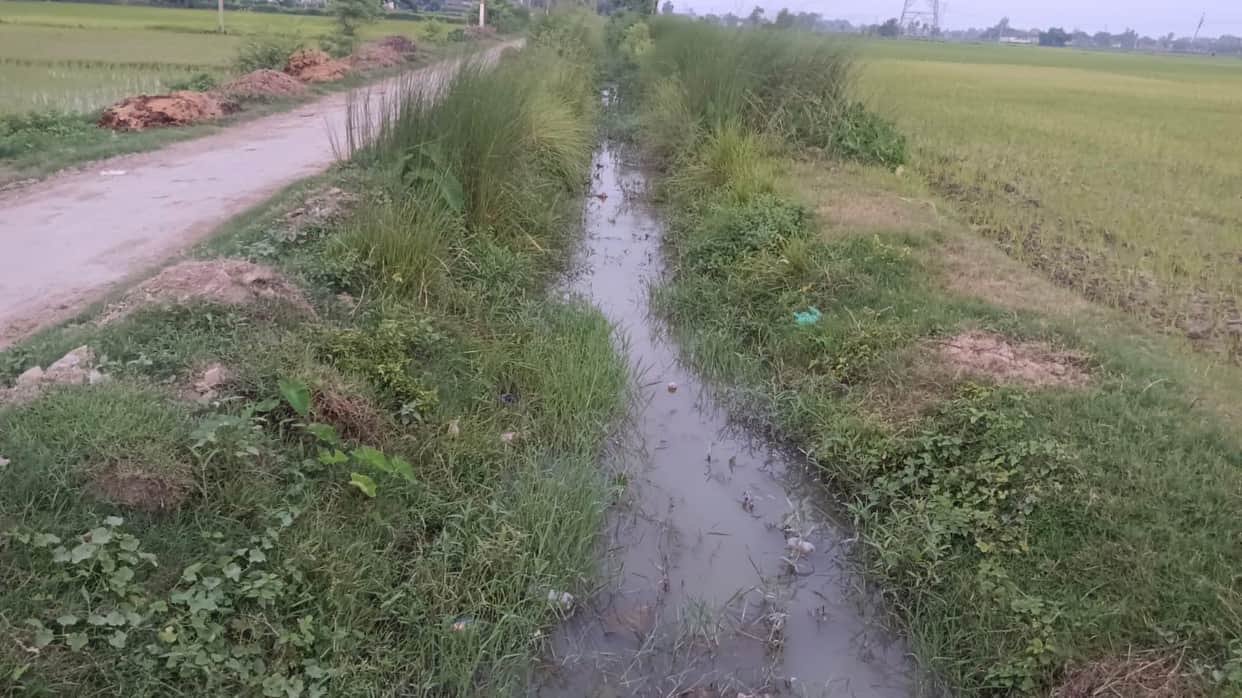 Paddy crop across 1,000 acres affected due to insufficient water in Pavni Minor.