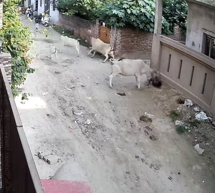Stray cattle flung a young child to the ground; child injured.