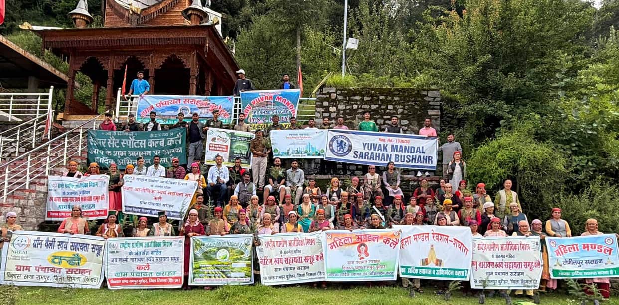 Saplings planted in the villages of Sarahan Panchayat
