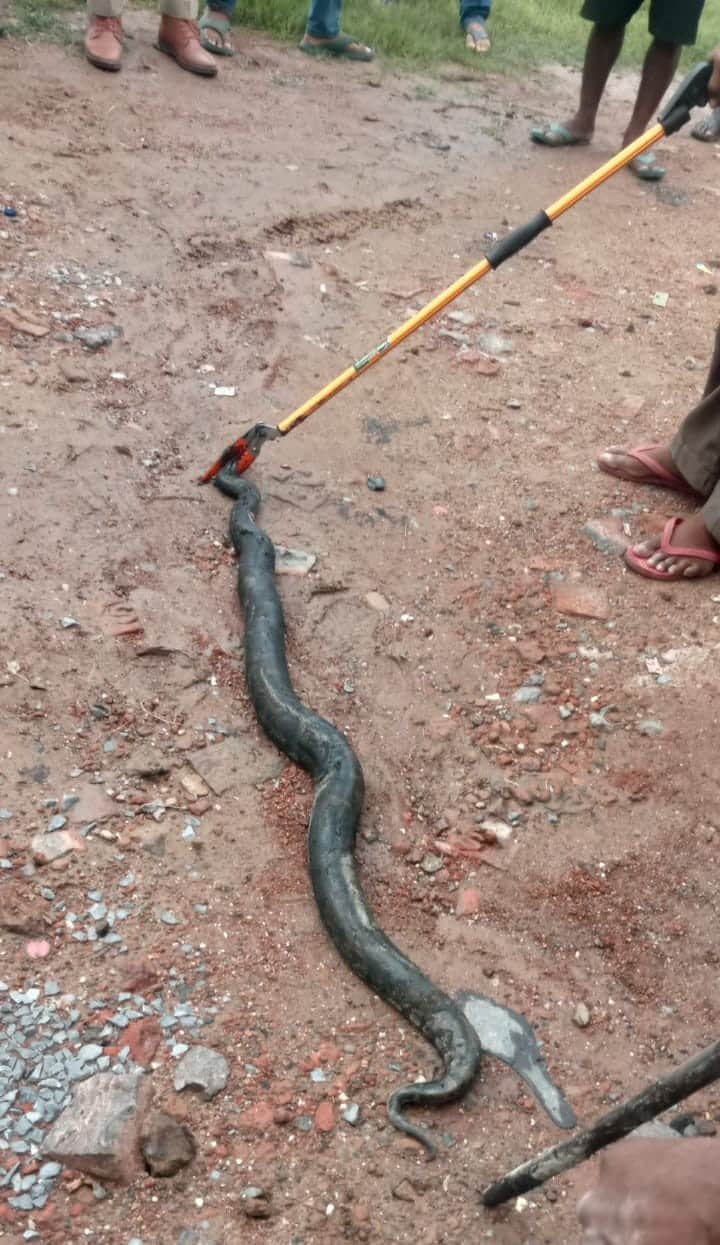 10-foot-long python found in trailer; Forest Department rescues it.