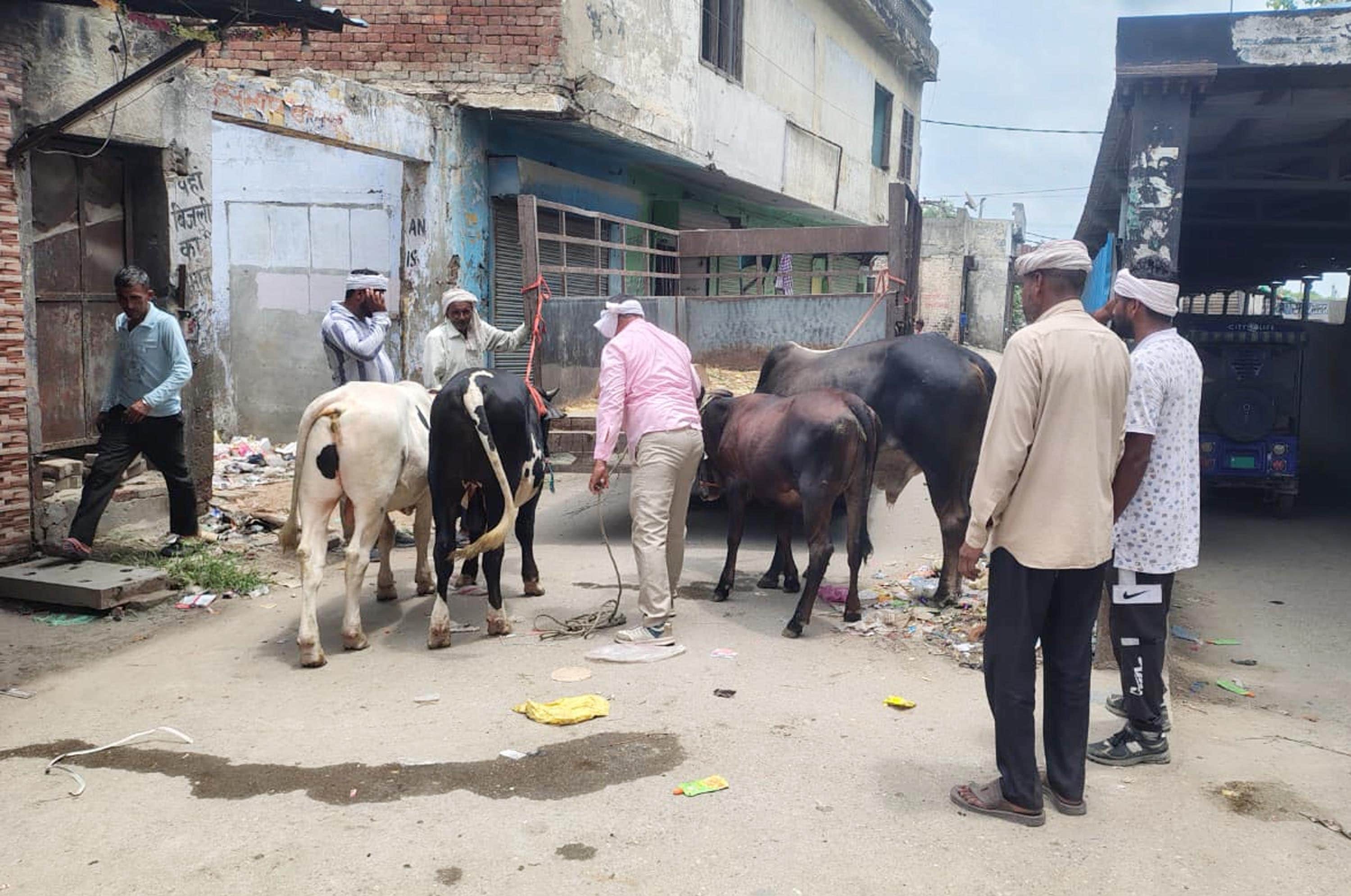 तरावड़ी में पशुओं को पकड़ते नगरपालिका कर्मचारी।। संवाद