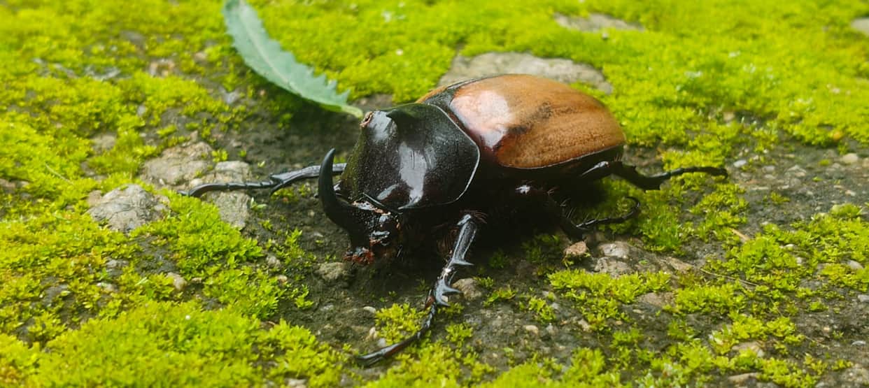 Five horns, shimmering armor... rare beetle found in Champawat