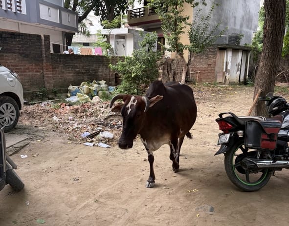 Condition of Sunaina, injured in a cow attack, worsens.