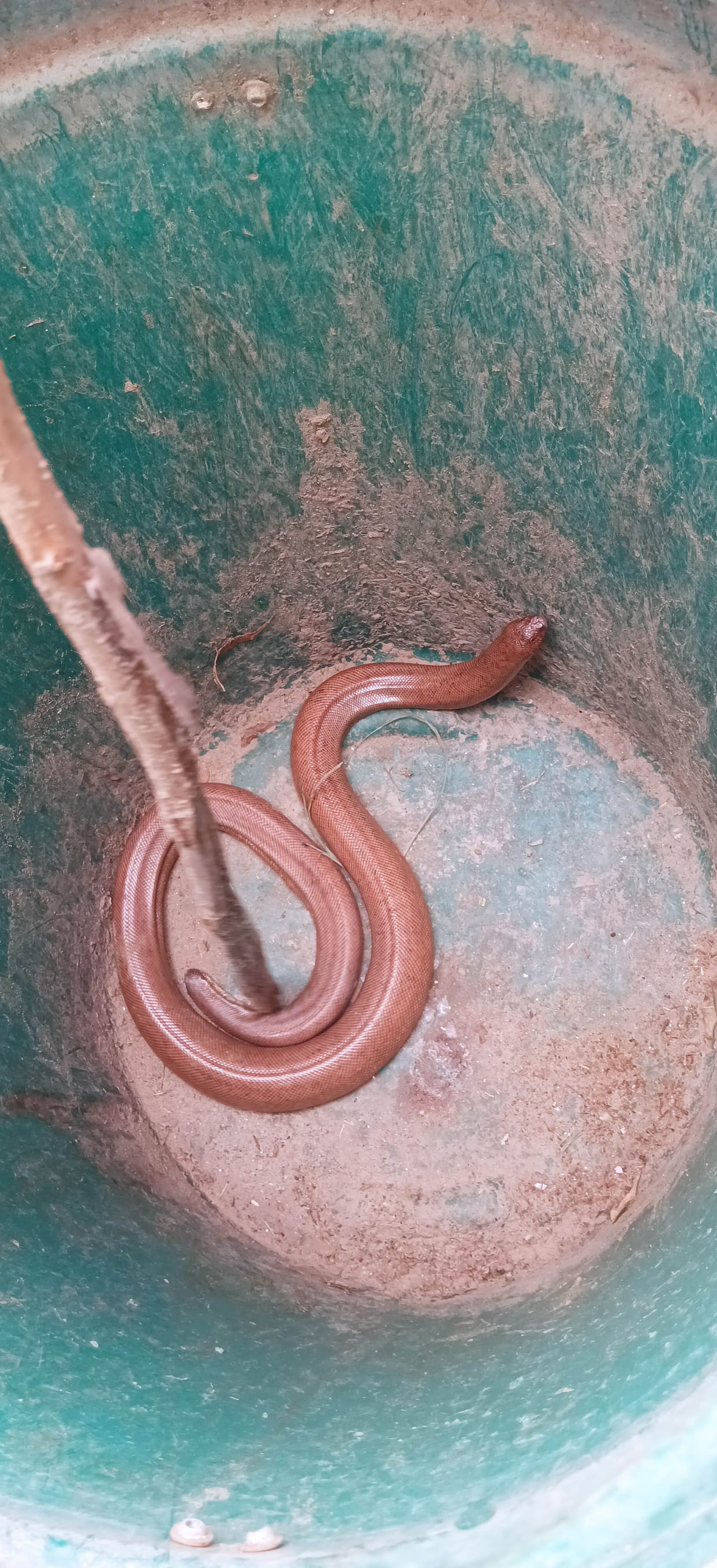 A woman, in her superstition, extended her hand to touch a man's feet and was bitten by a two-headed snake.