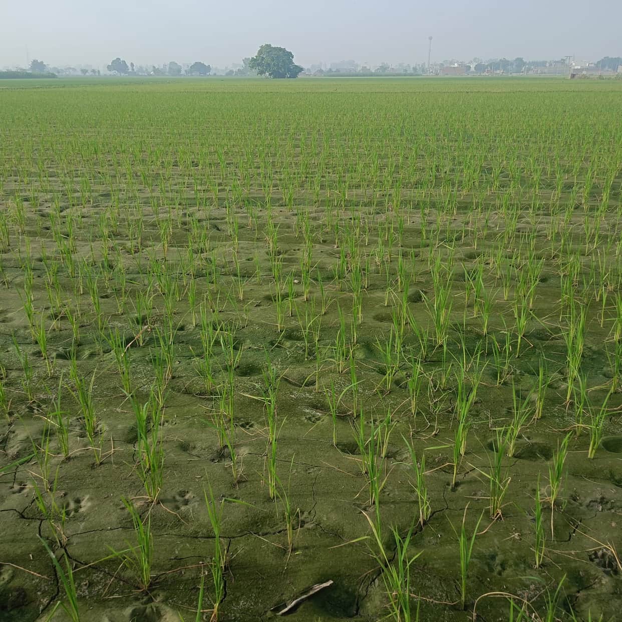 Rain likely today; paddy crop at risk due to 47% rainfall deficit in July.