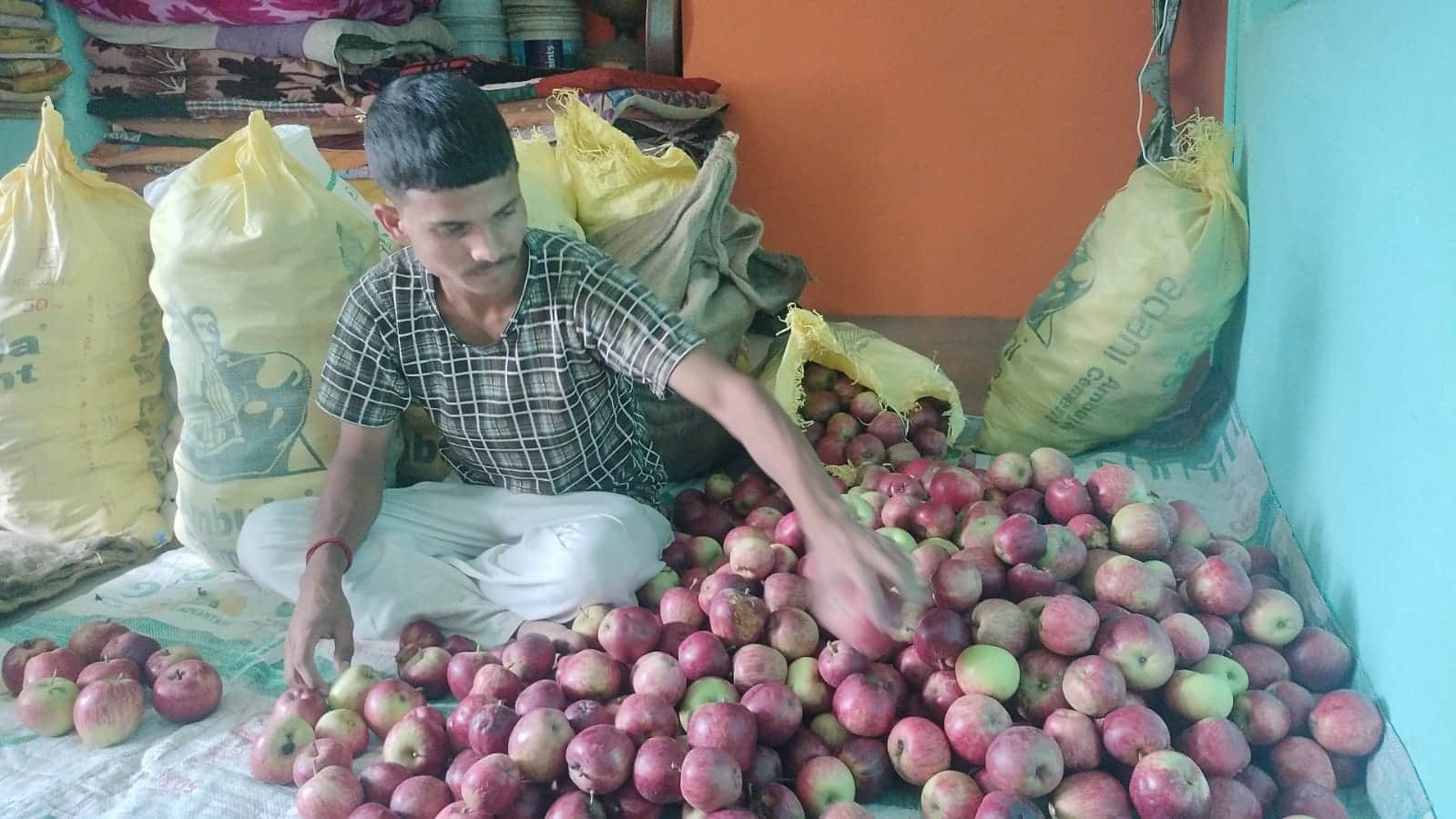 चंबा के मैहला में बेचने के सेब की पेकिंग करता बागवान : संवाद