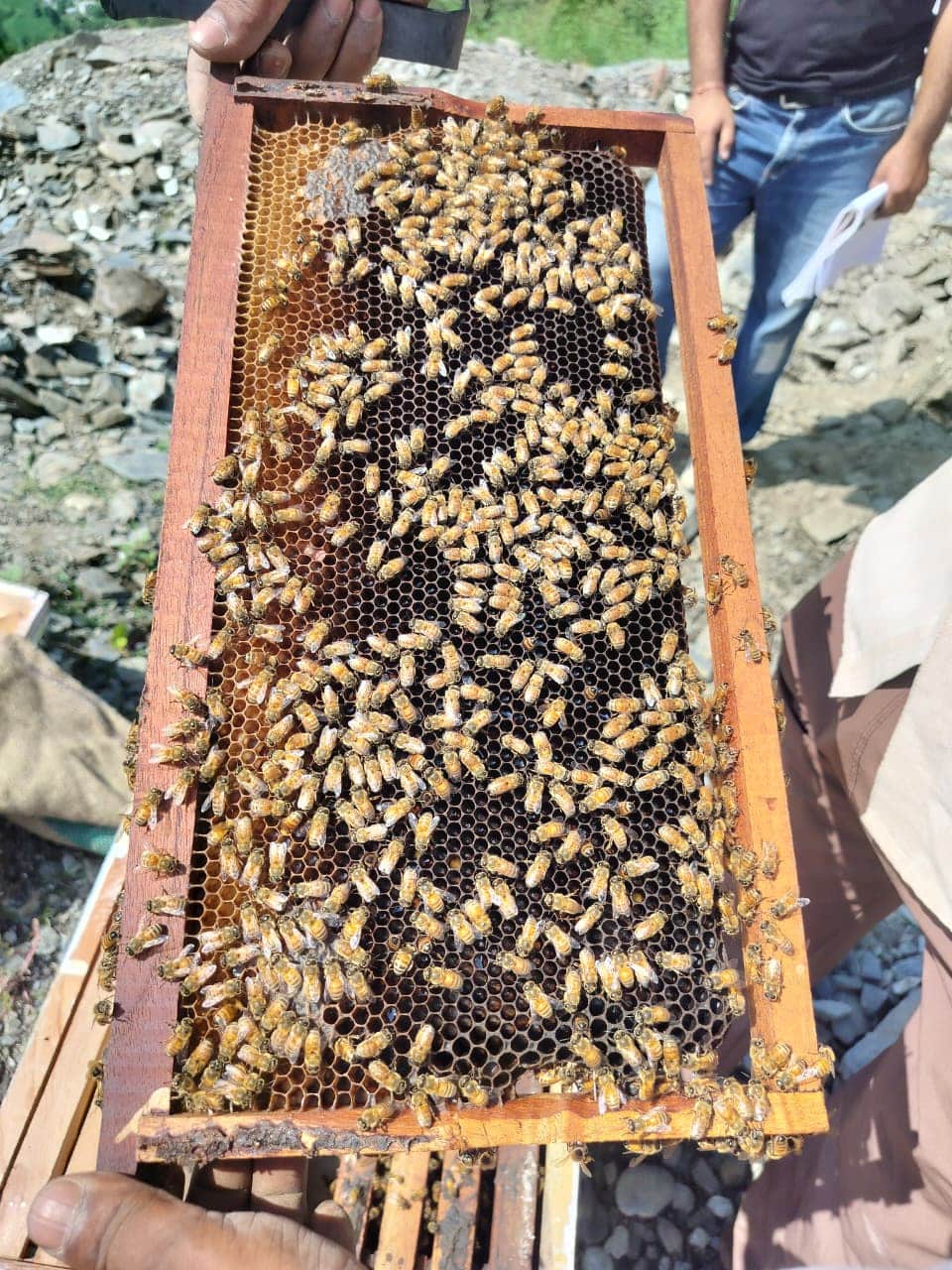 चुराह के 35 किसानों को मिले 105 मधुमक्खी पालन बॉक्स, स्वरोजगार को मिलेगी नई उड़ानएलआईसी एचएफ