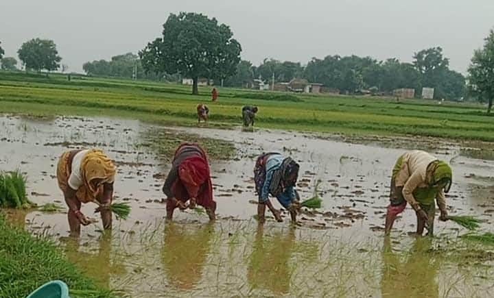 फोटो 16-सबमर्सिबल से सिंचाई के बाद कालिंजर क्षेत्र में धान की रोपाई करतीं महिला किसान। संवाद