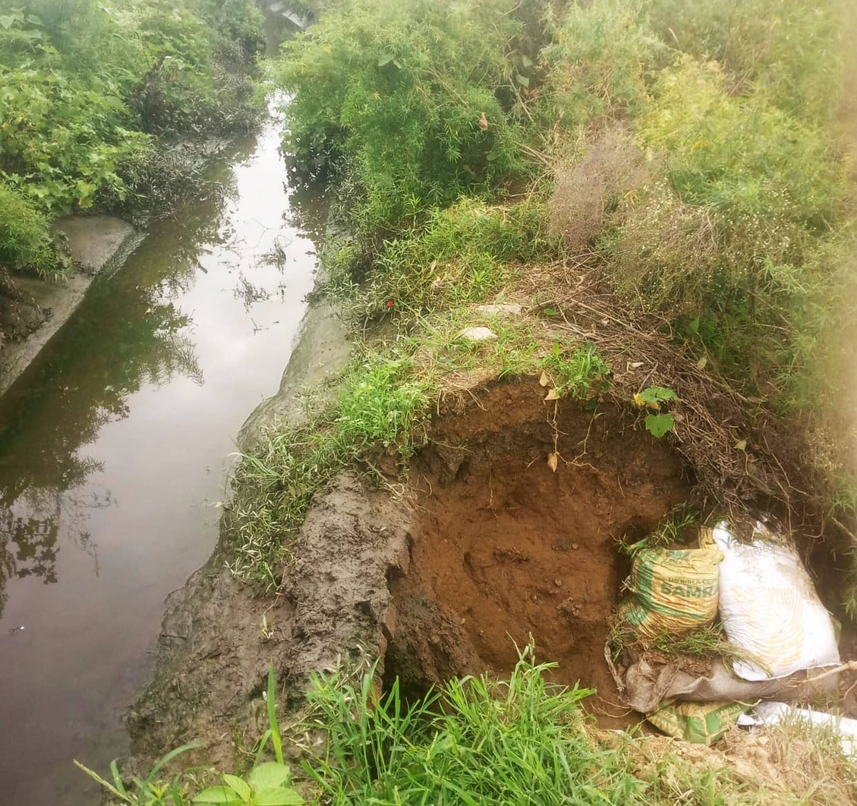 Hundreds of bighas of crops submerged after canal embankment breaches; farmers worried.