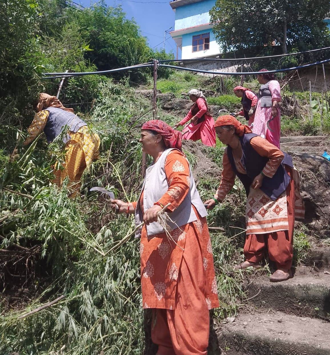 Cannabis plants destroyed in Jury Panchayat