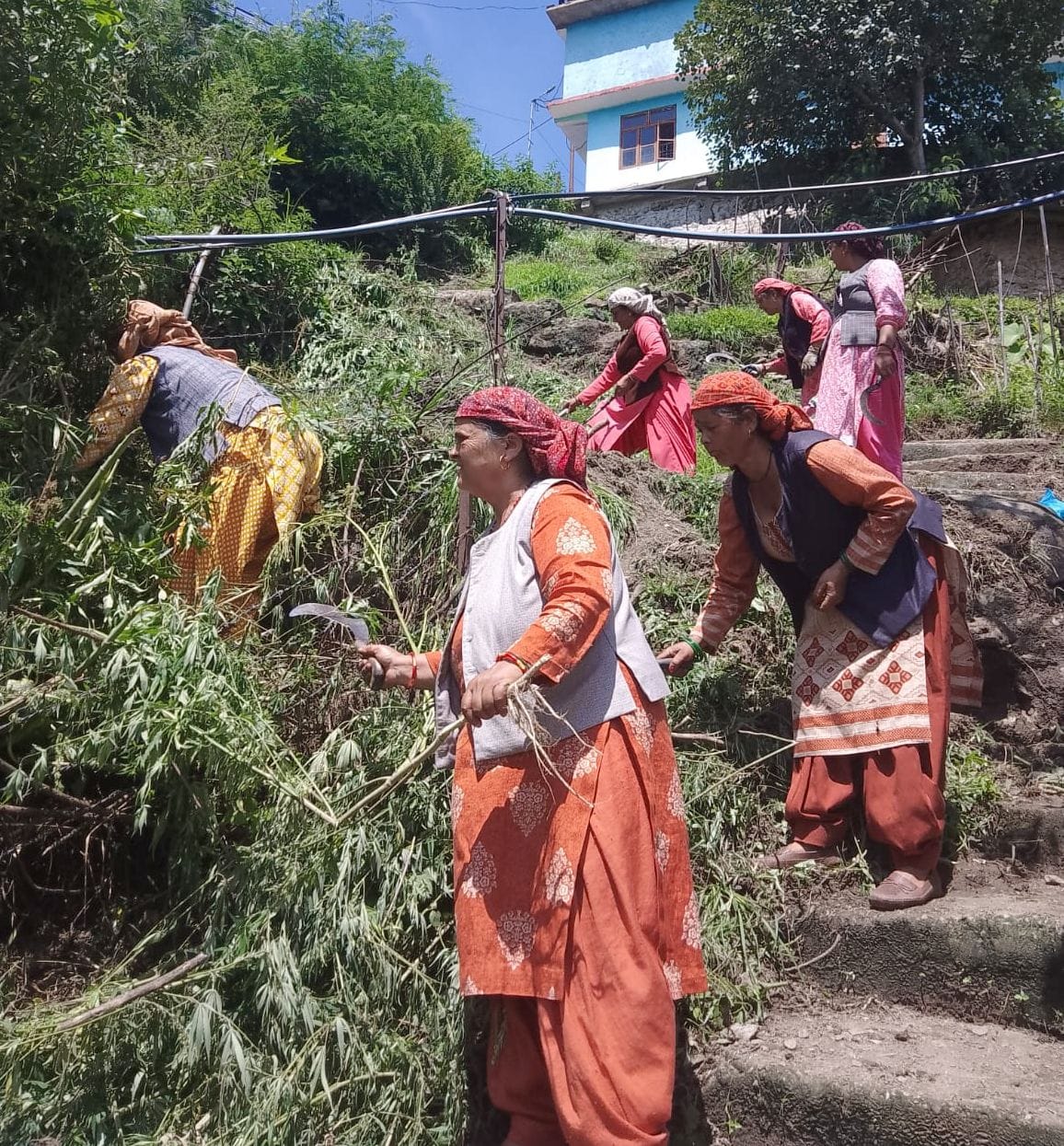 Cannabis plants destroyed in Jury Panchayat