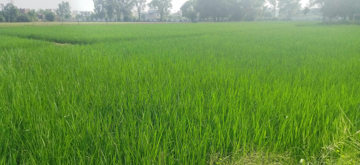 Kurukshetra News: बारिश का इंतजार, किसान चिंतित, उमस भरी गर्मी से लोग बेहाल