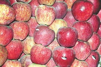 Hailstorm strikes apple crop; the sweetness of hard work turns bitter.