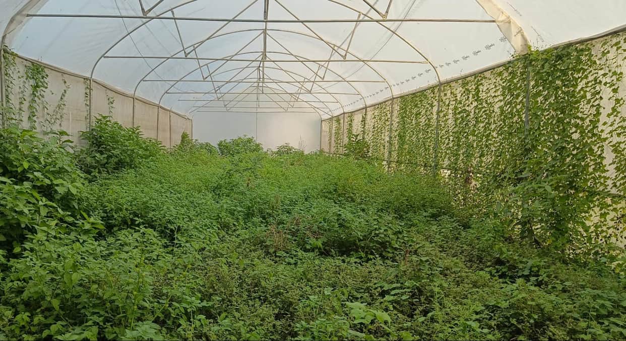 The nursery built at a cost of Rs 1.65 crore is full of neglected saplings.