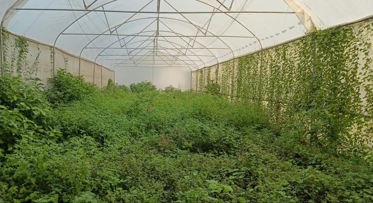The nursery built at a cost of Rs 1.65 crore is full of neglected saplings.