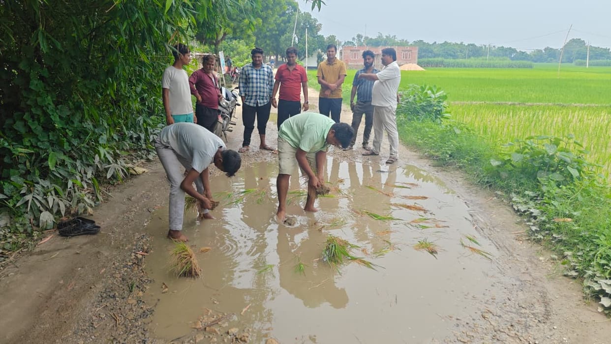 Villagers protested by planting rice on the broken road