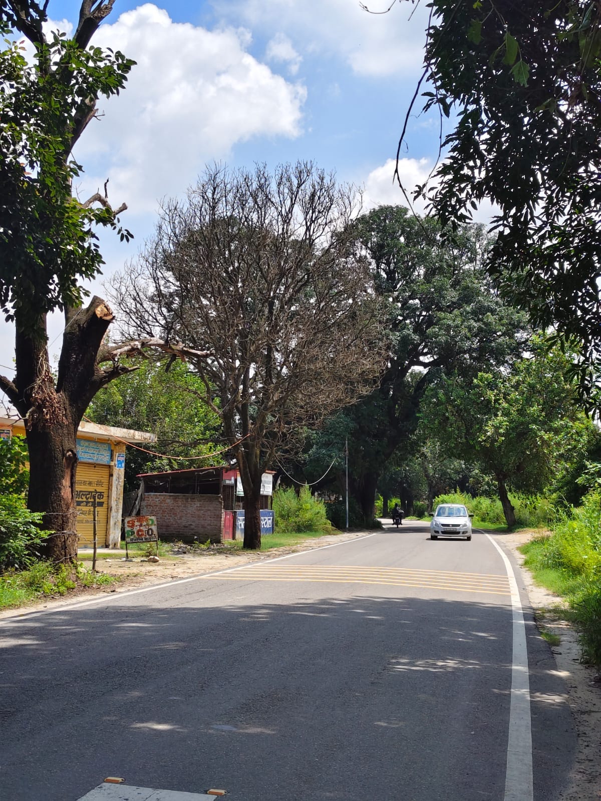 More than 50 dead trees standing along a 35-km stretch of road.