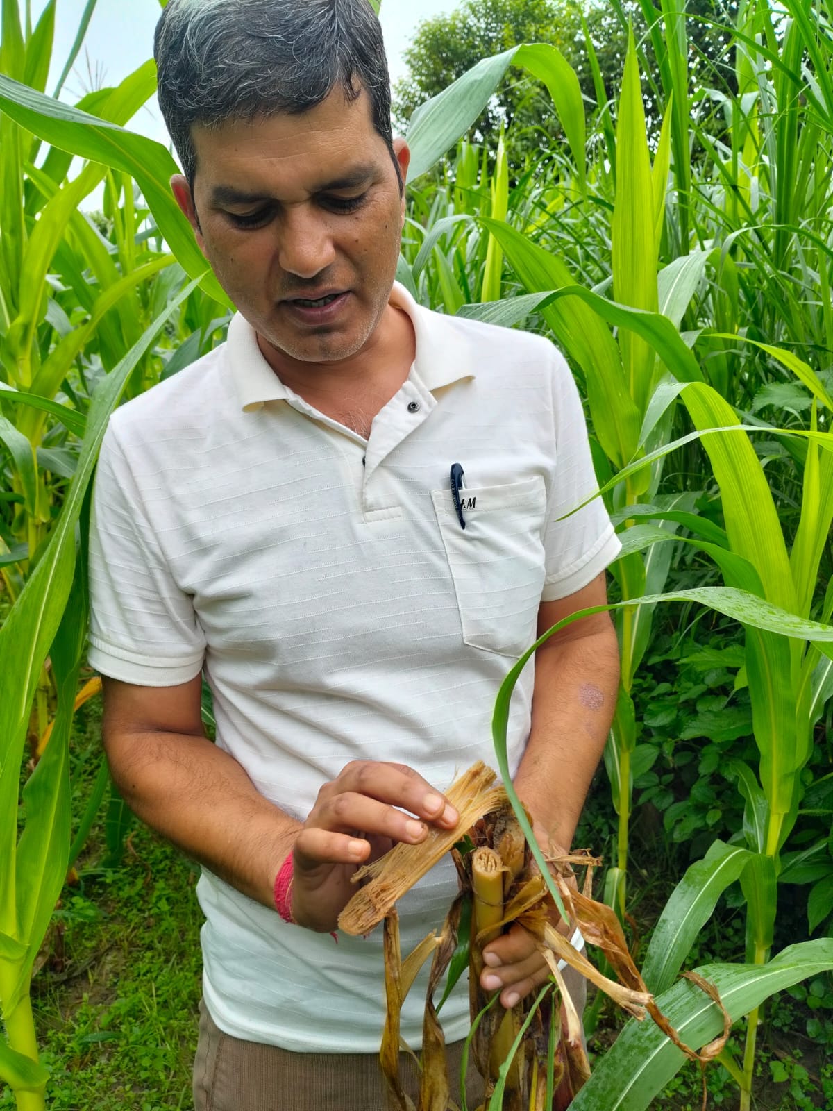 Inspection of the disease-affected maize crop in Binga.