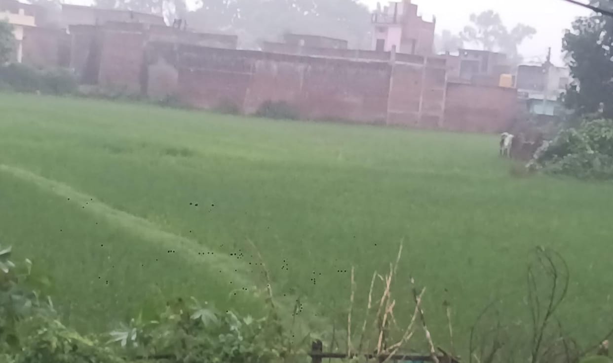 The weather has turned delightful with the light, drizzling showers.