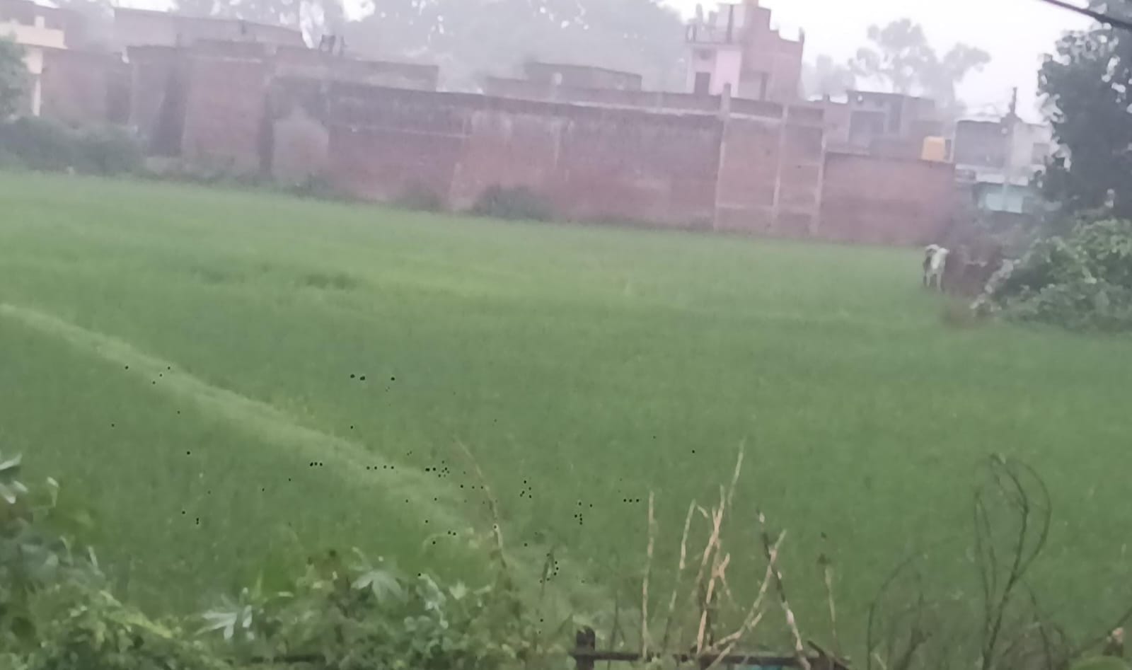  भिनगा में हो रही बारिश