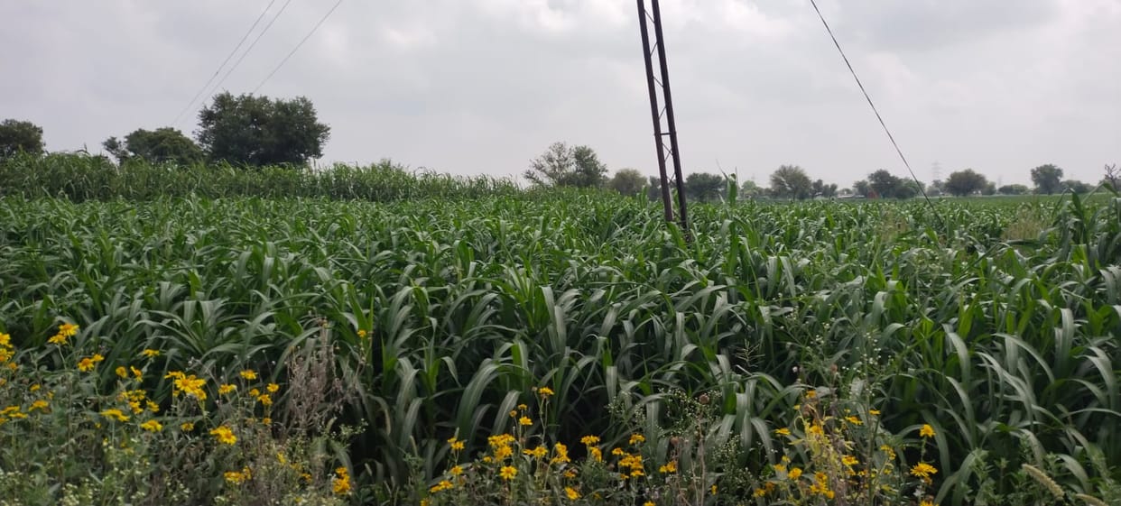 Weak monsoon puts Kharif crops at risk; rainfall 27% below normal.