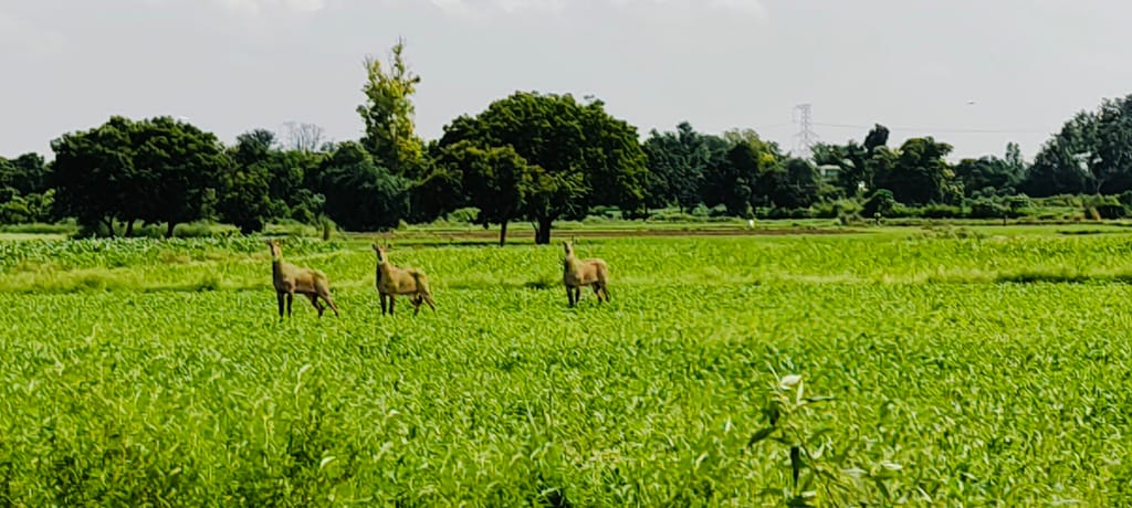Auraiya News: बाजरा व मक्के की फसल चौपट कर रहा नीलगाय का झुंड