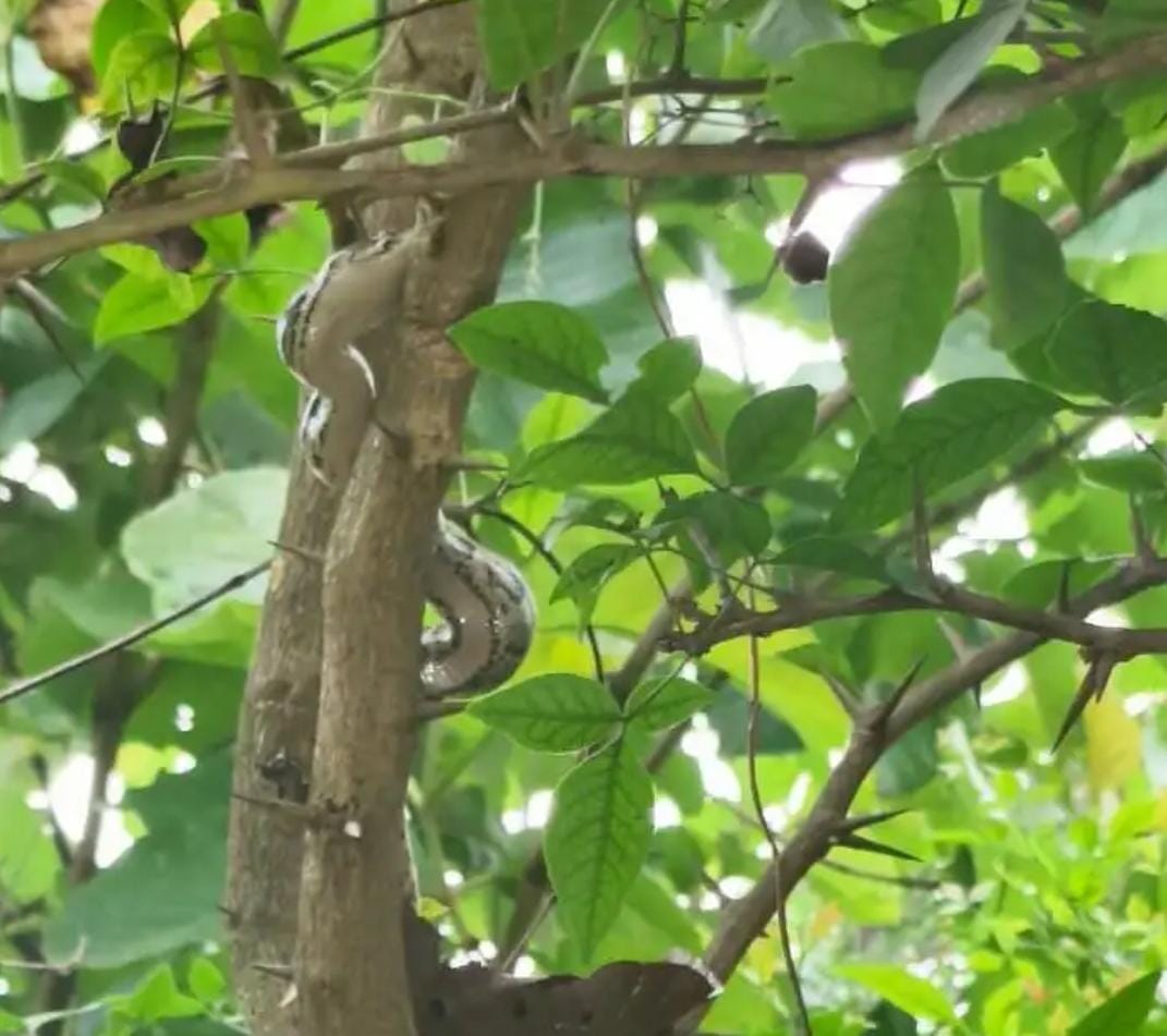 बेलपत्र के पेड़ पर लिपटा नन्हा अजगर। संवाद