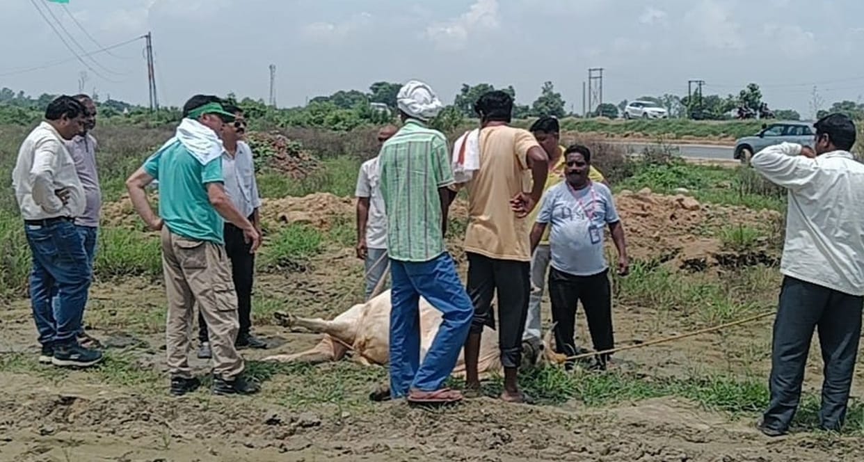 A drive was launched to capture stray cattle along the Kanwar route from Kachhla to Badaun.